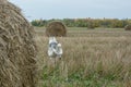 Husky dog running away in an autumn field